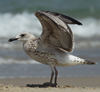 Larus armenicus